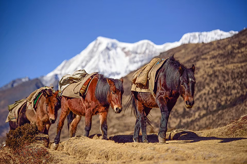 Migration as a Climate Adaptation Strategy in Bhutan?