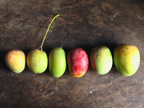BFDA cracks down chemically ripened mangoes, tightens border testing